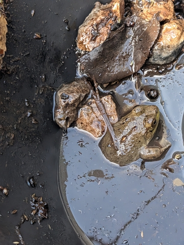 American Bullfrog