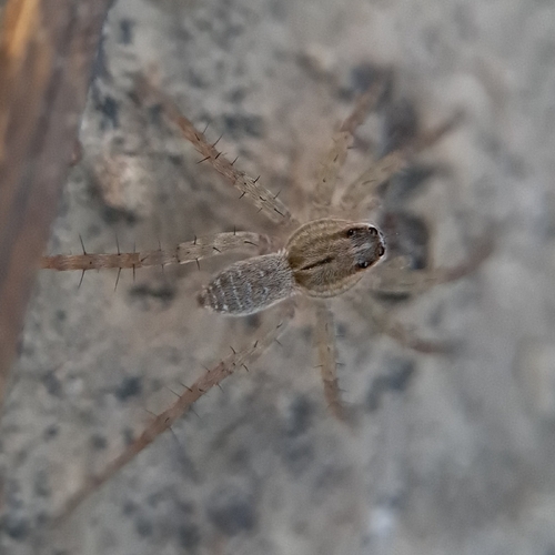 Pond Wolf Spider