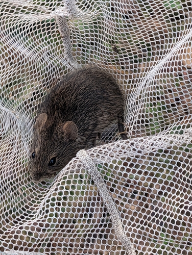 Hispid Cotton Rat