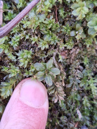 Plagiomnium cuspidatum observed 2026-10-18