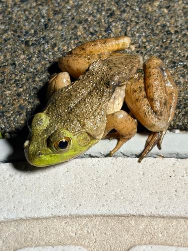ウシガエル