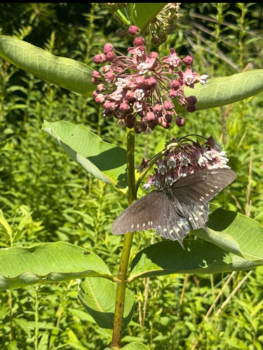 Pipevine Swallowtail