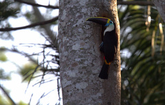 Ramphastos tucanus cuvieri