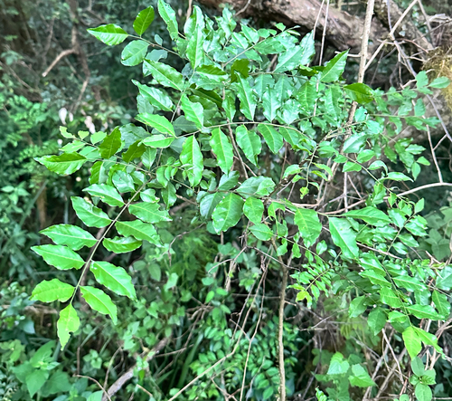 Clausena anisata observed 2026-10-24