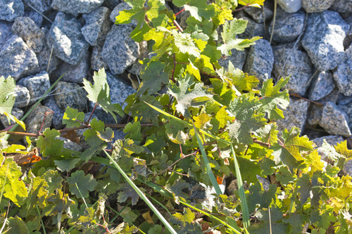 Vitis vinifera observed 2026-10-26