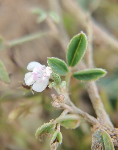 Bonnaya ciliata observed 2026-10-25
