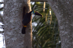Ramphastos tucanus cuvieri