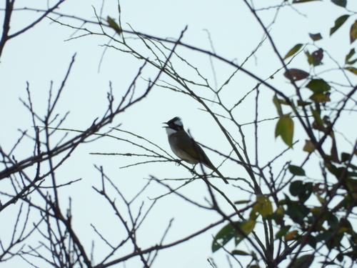 Pycnonotus sinensis, 2026-10-26