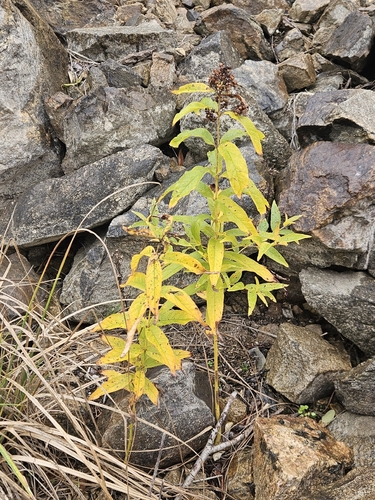 Lysimachia vulgaris, 2026-10-25