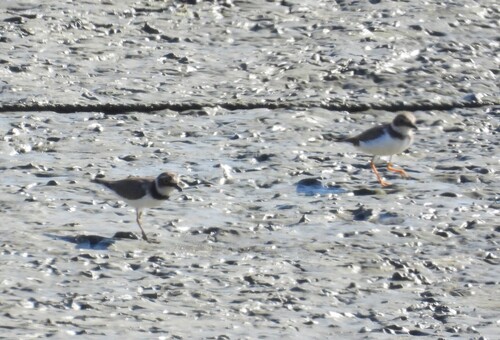 Charadrius dubius observed 2026-10-26