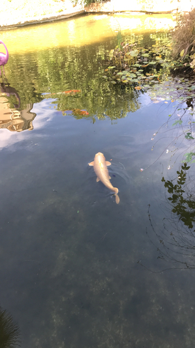Amur Carp