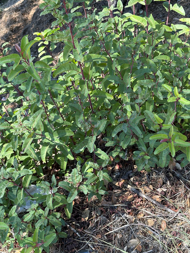 Malosma laurina observed 2026-10-25