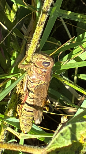 Differential Grasshopper