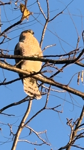 Cooper's Hawk
