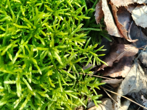 Climacium dendroides observed 2026-10-25