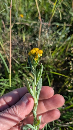 Chrysocephalum apiculatum observed 2026-10-26