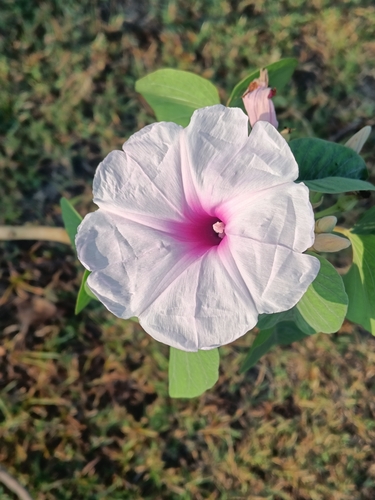 Ipomoea carnea observed 2026-10-26