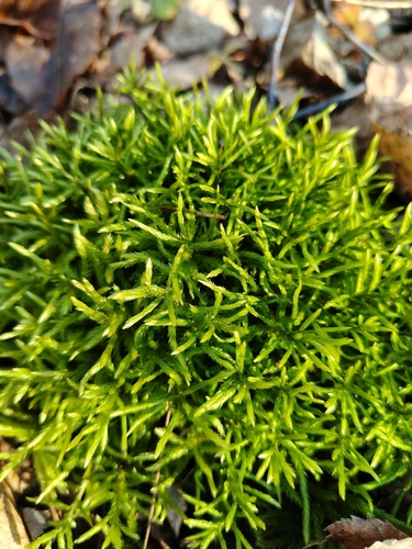 Climacium dendroides observed 2026-10-25