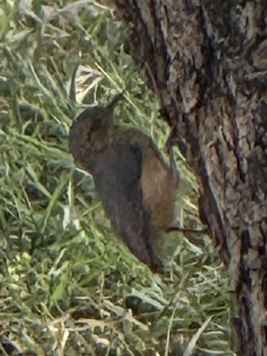 Brachyura observed 2026-10-26