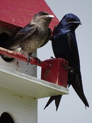 Purple Martin photo 5