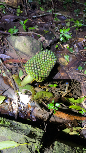 Arisaema observed 2026-10-26