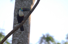 Ramphastos tucanus cuvieri