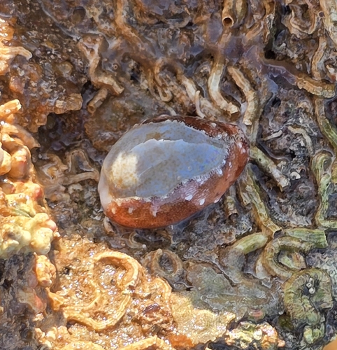 Purpuradusta gracilis observed 2026-10-26
