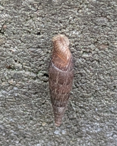 Clausilia observed 2026-10-26