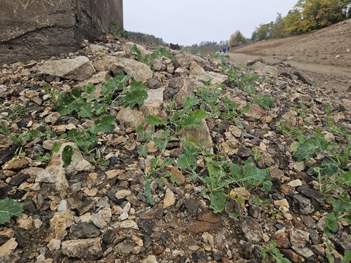 Brassica rapa observed 2026-10-25