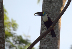 Ramphastos tucanus cuvieri