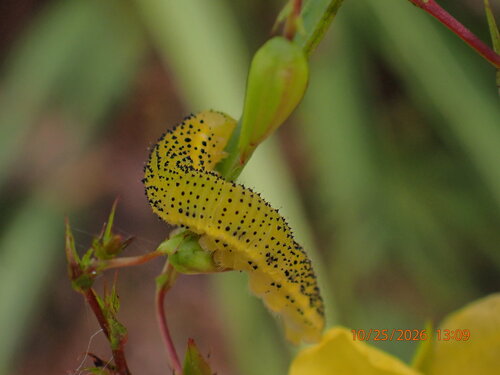 Cloudless Sulphur