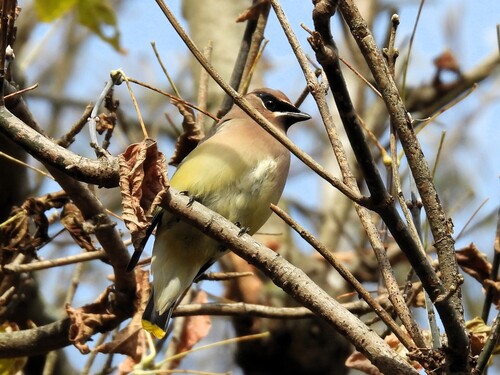 Cedar Waxwing