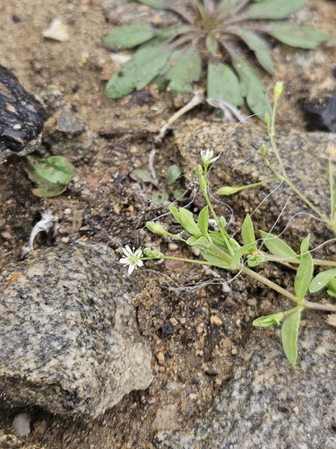 Stellaria alsine observed 2026-10-25