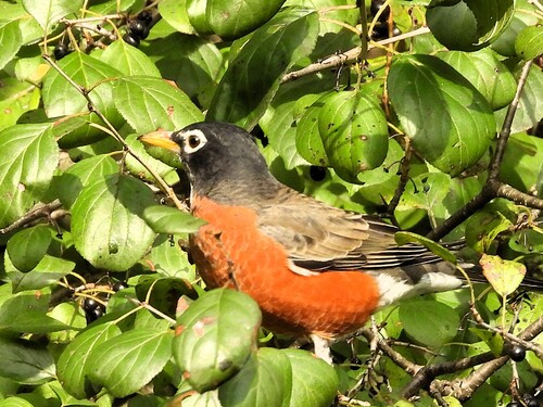 American Robin