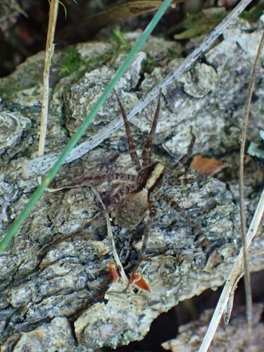 Pardosa
