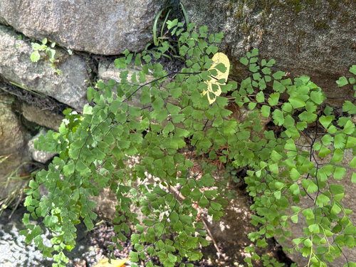 black maidenhair fern