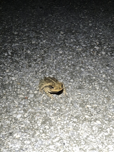 Trachypus observed 2026-10-24