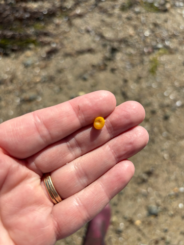 Littorina obtusata observed 2026-10-25