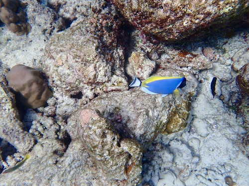 Acanthurus leucosternon observed 2026-10-26