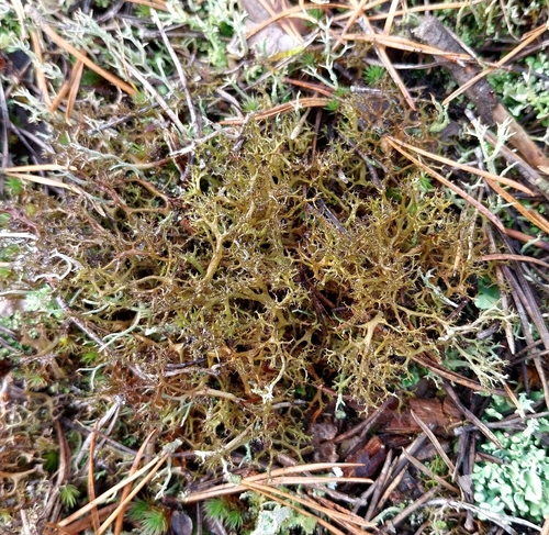 Cetraria muricata observed 2026-10-24