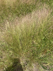 Agrostis hyemalis