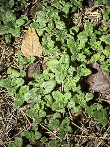 Veronica persica observed 2026-10-26