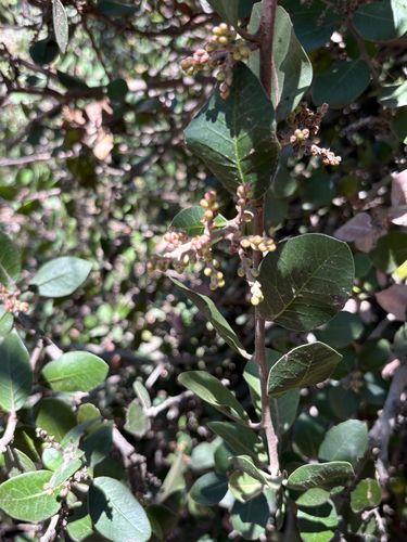 Rhus integrifolia observed 2026-10-25