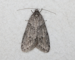 Semioscopis megamicrella