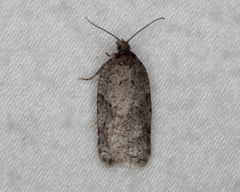 Acleris chalybeana