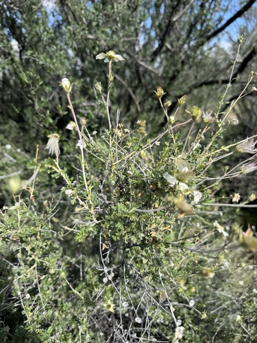 Apache plume