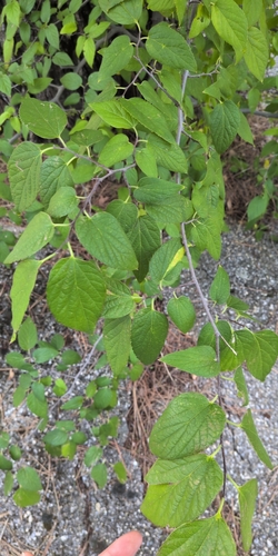 netleaf hackberry