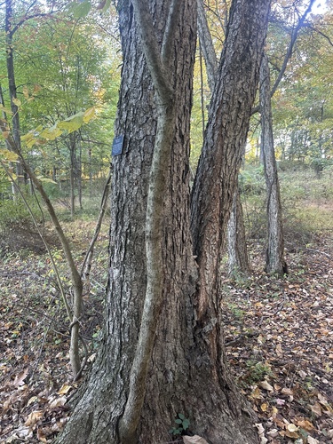 Betula nigra, 2026-10-26