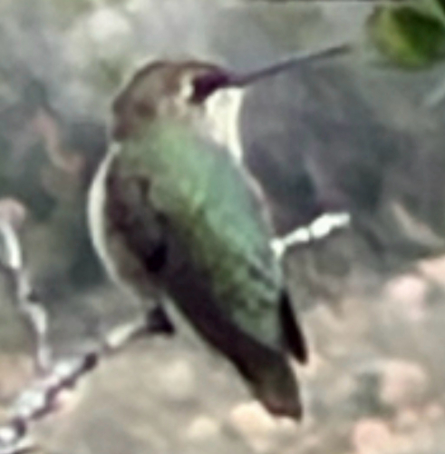 Black-chinned Hummingbird