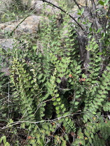 wavy scale cloakfern